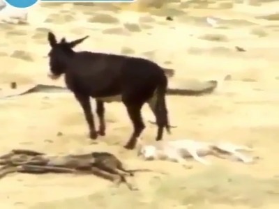 عاقبت گرگی که به کره خر حمله کرده بود