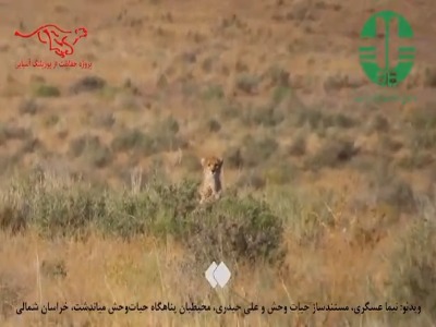 ۲ توله یوز هلیا پس از مدتی ناپدیدبودن امروز رخ‌نمایی کردند