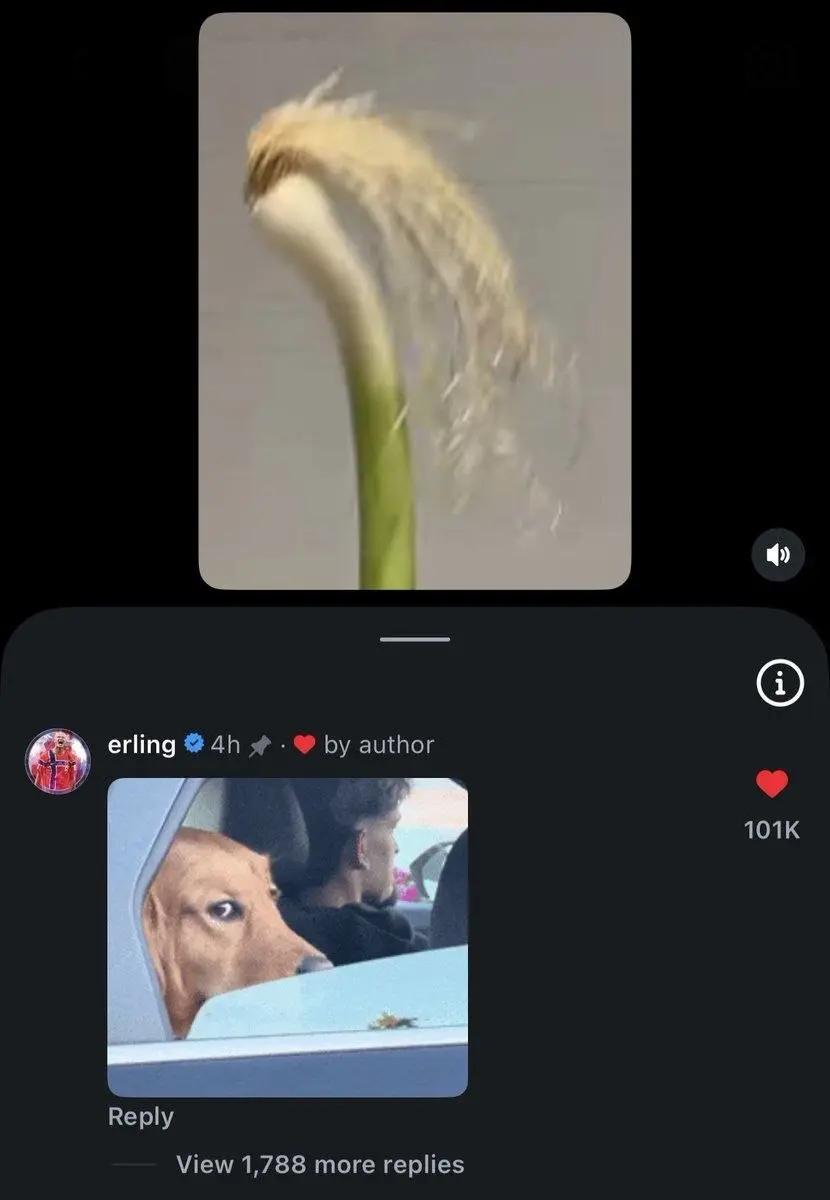 آریا بانو