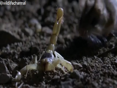 این موش خانگی معمولی نیست !