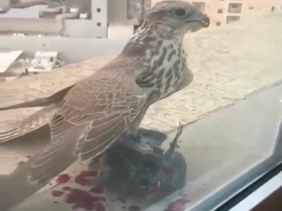غذا دادن شاهین به جوجه های تازه متولد شده