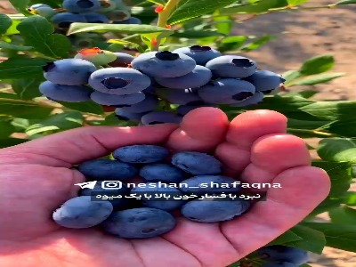 نبرد با فشار خون بالا با یک میوه