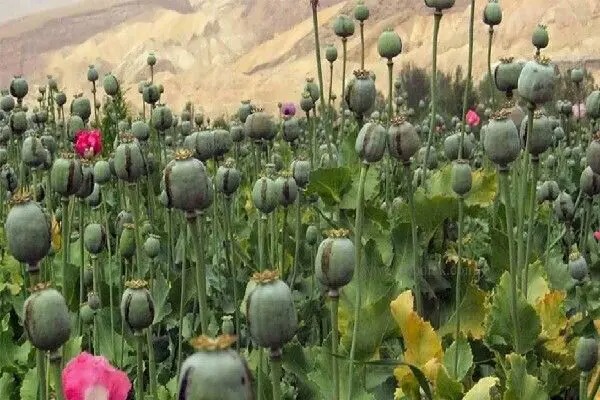 کشت غیرمجاز خشخاش در کشور محدود است