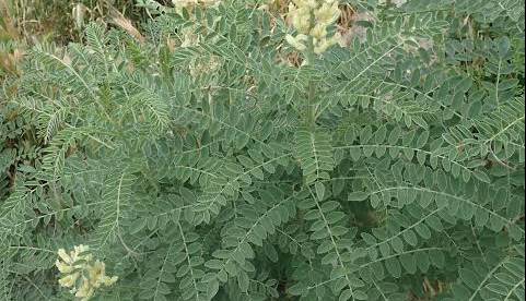 گیاهی تلخ که فواید زیادی دارد