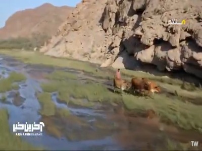 فرار بابون‌ها یه زنگ هشدار است!