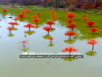 جایی که درختان از دل آب شعله می‌کشند!