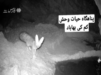 تصاویر ثبت شده از «شاه روباه» در بهاباد