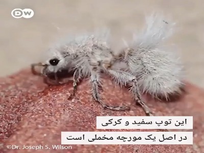 استتار جالب مورچه مخملی